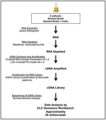 New Insights about Antibiotic Production by Pseudomonas aeruginosa: A Gene Expression Analysis